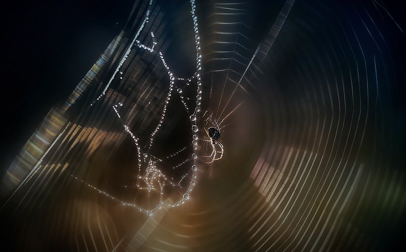 ..паучковый рассвет..photo preview