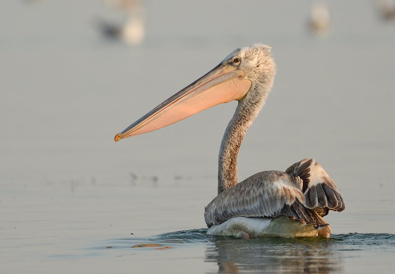 bird, birds, nature, wild, wildlife, natural, pelikan, animal, lake, water Dalmatian pelikanphoto preview