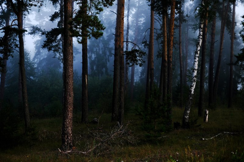 Foggy morning.photo preview