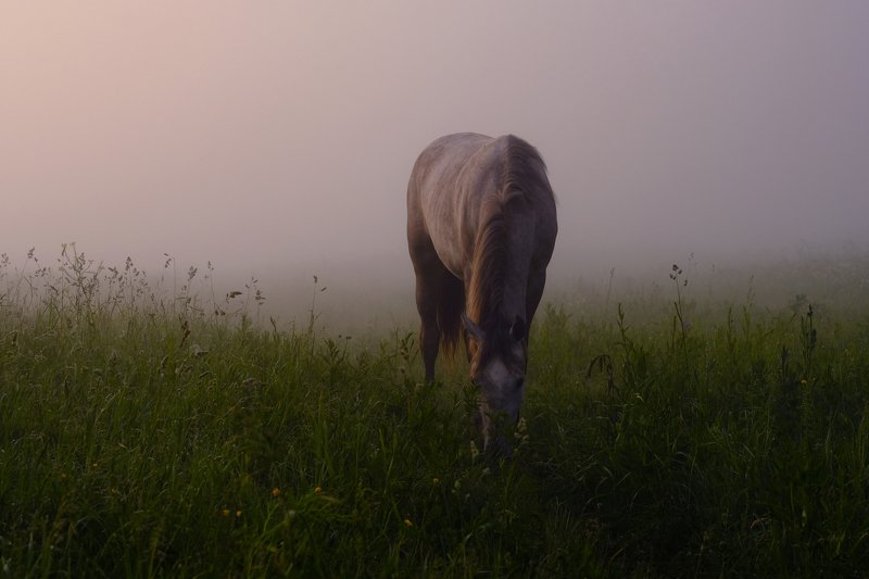 foggy horsephoto preview