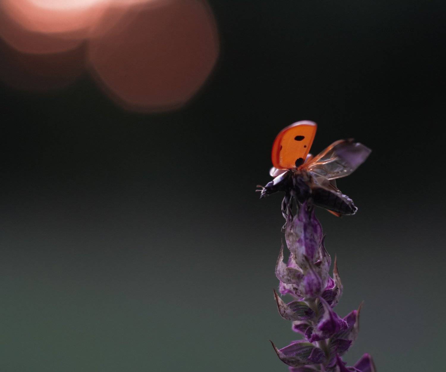 макро, природа, nature, macro, насекомые, insect, ladybug, божьякоровка, Юлия Хворостяная