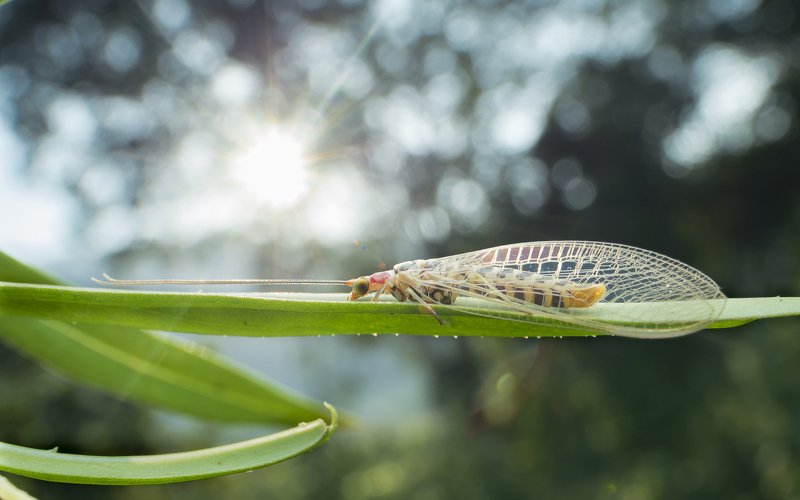 #macro#lacewing#lacewing#colors Lacewing 190903Aphoto preview
