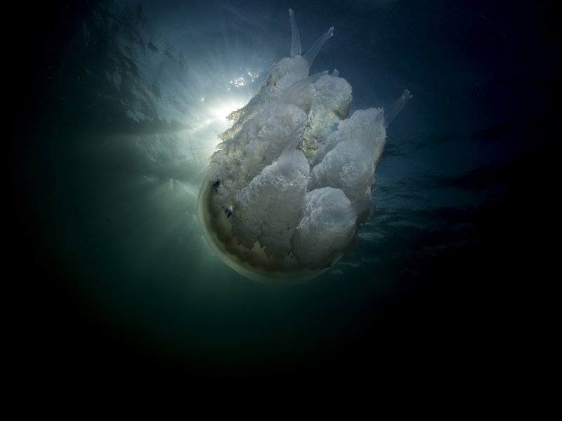 #Rhizostoma pulmo Rhizostoma pulmo 03photo preview