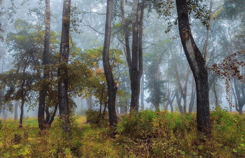 осень сентябрь лес туман утро деревья трава Первый осенний туманphoto preview