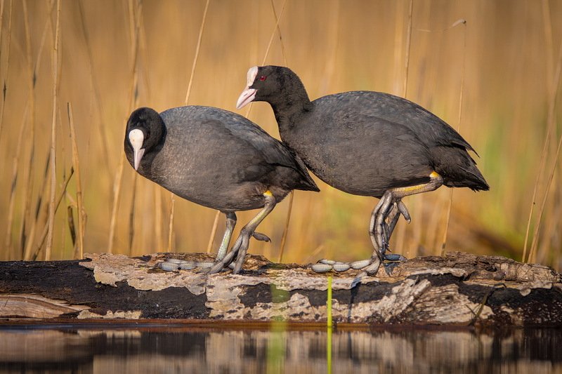 Крылья, хвост, главное лапы.photo preview