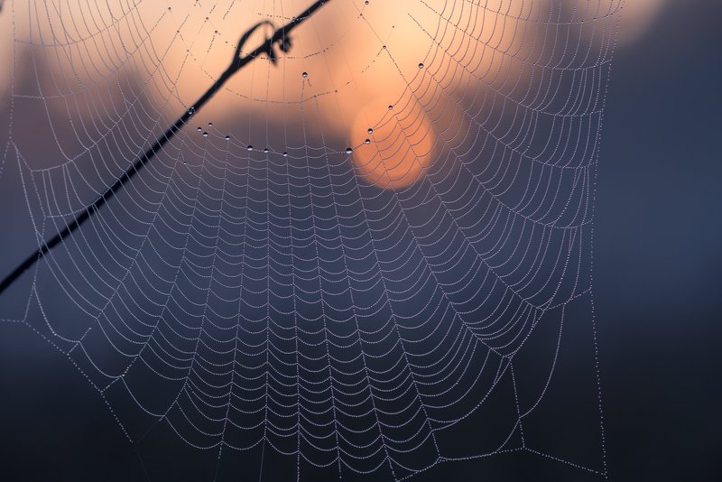 лето, рассвет, паутина Светает фото превью
