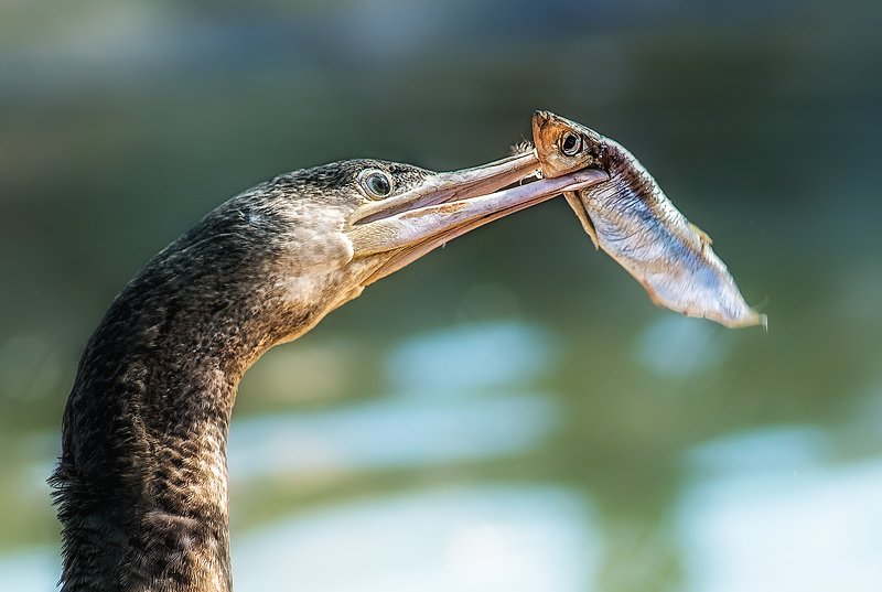 баклан Глаза в глазаphoto preview