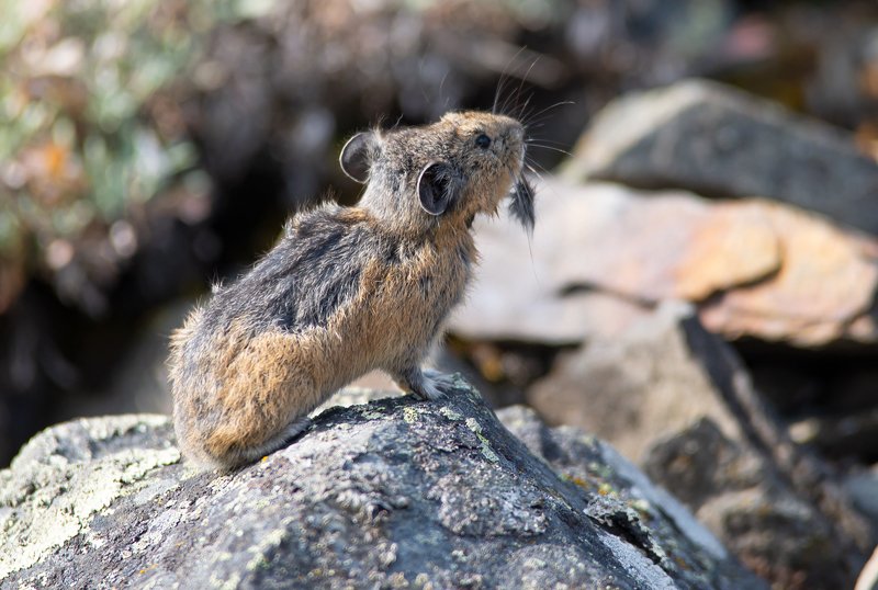 пищуха, животные, якутия Линькаphoto preview