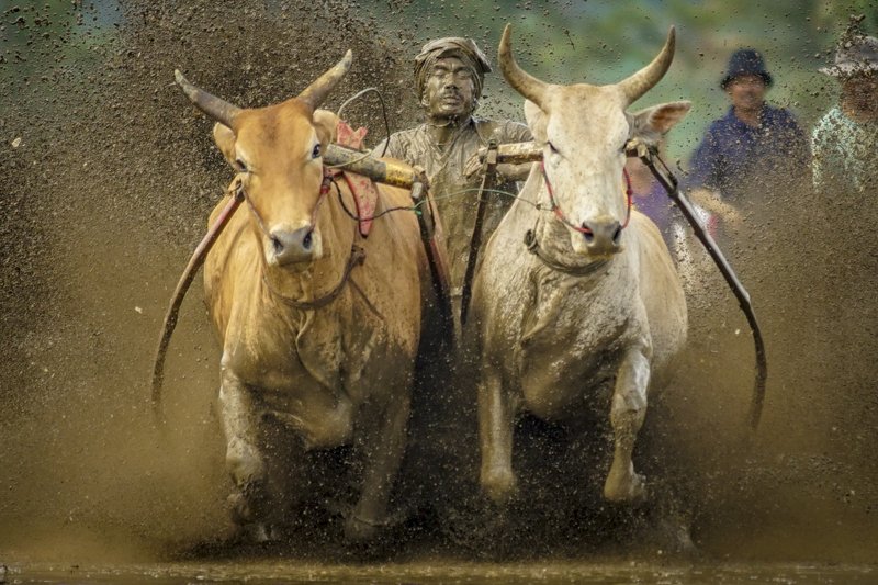 pacu jawi, tanah datar, cow race, sumatera barat, minangkanau, indonesia Pacu Jawi (Cow Race)photo preview