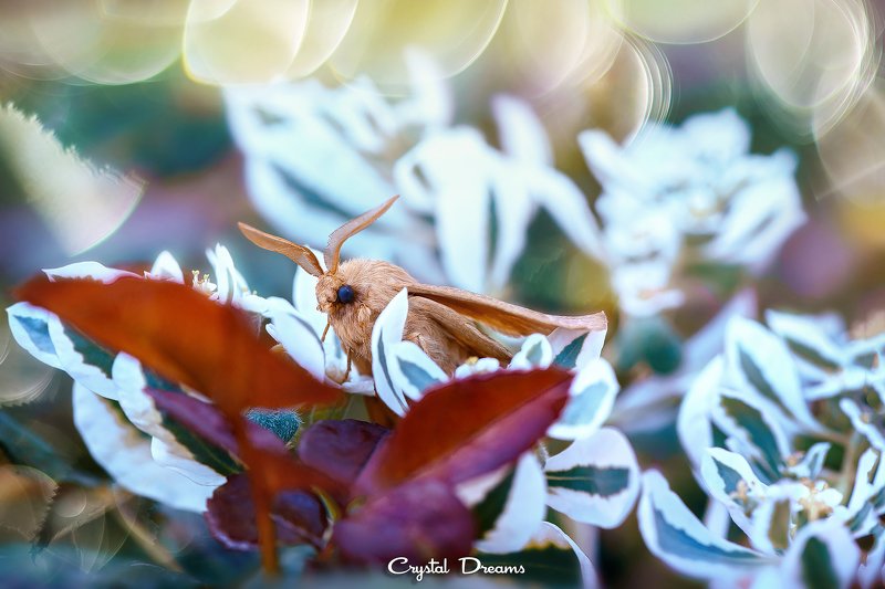 crystal dreams, macro, autumn, color, art, nature, butterfly \