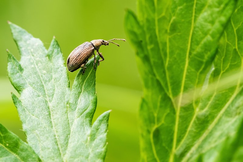 маленькийphoto preview