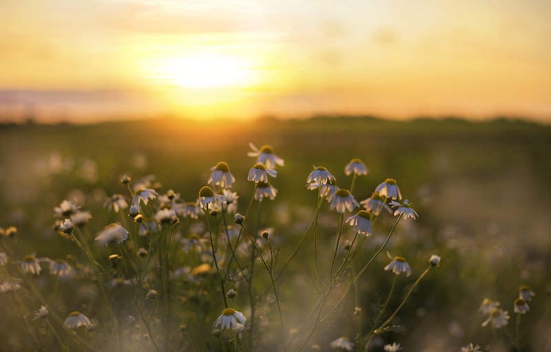 ромашки на рассветеphoto preview