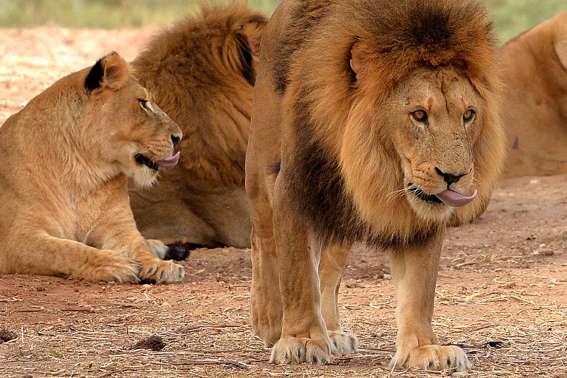 a family ..... #2photo preview