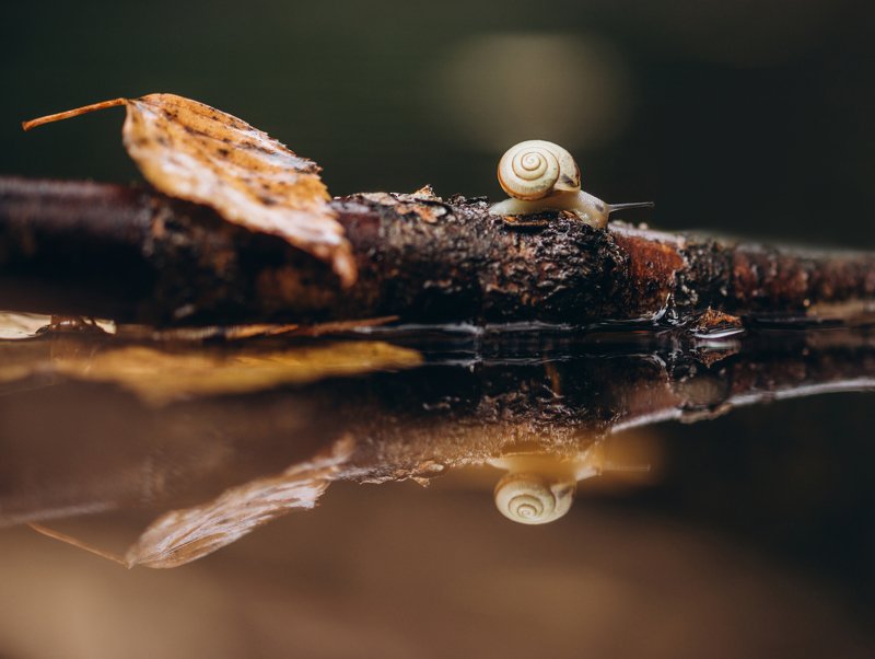 осень, улитка, отражение Осенние отражения...photo preview