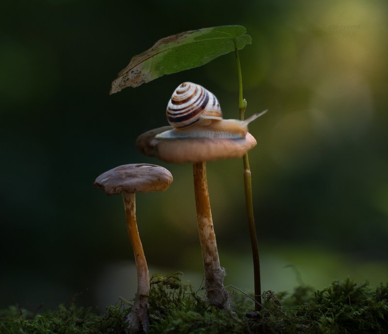 макро, природа, nature, macro, улитка, insect, snail, грибы, лес photo preview
