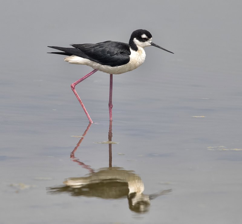 black-winged stilt, ходулочник, tx, texas Black-necked stilt - Ходулочникphoto preview
