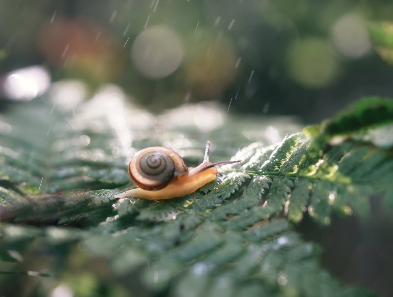 улитка, лес, папоротник, бокешки, свет, солнце, дождь, капли photo preview