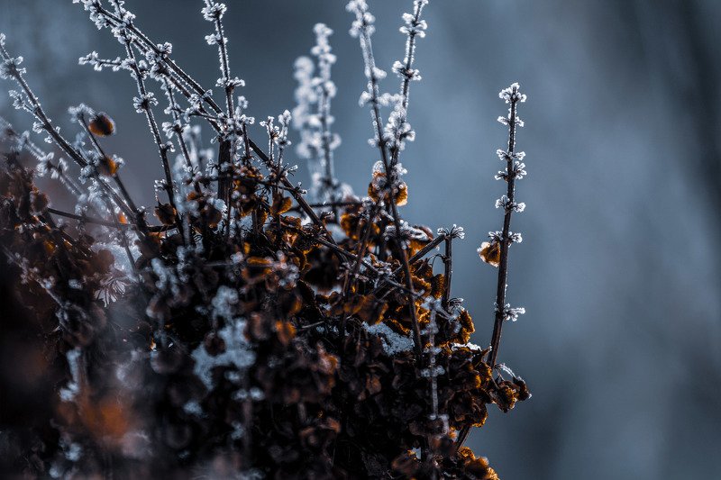 иней макро растения зима  Морозко photo preview