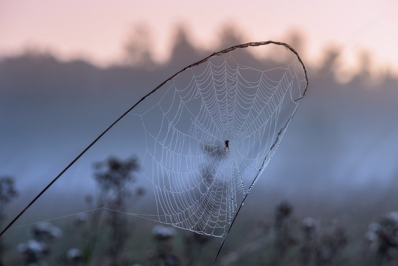 луг, рассвет, лето, сумерки, туман, паутина Утренних грёз паутина фото превью