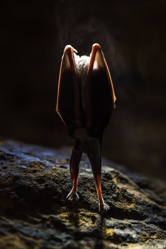 Чужой фото превью