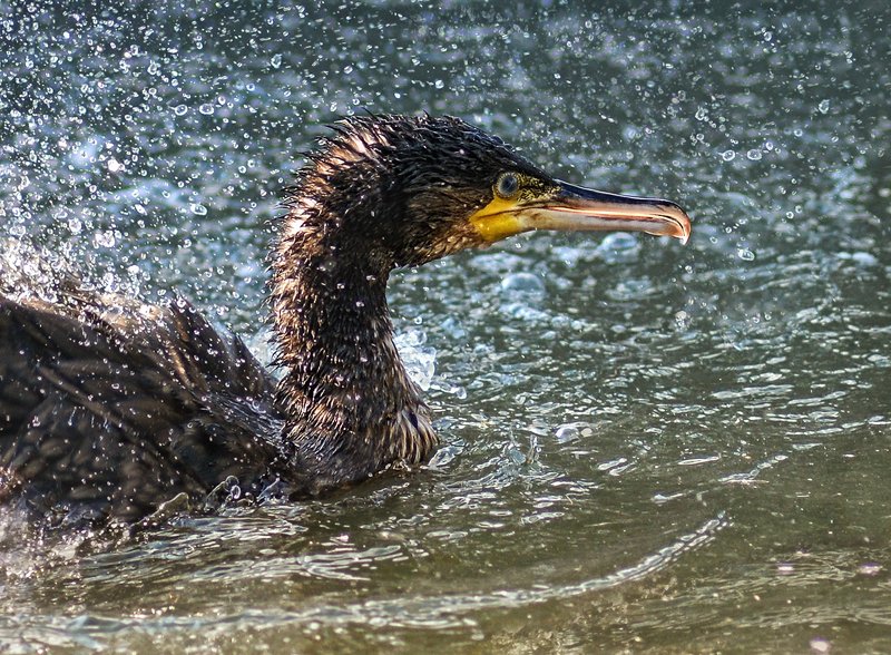 баклан, брызги *****photo preview