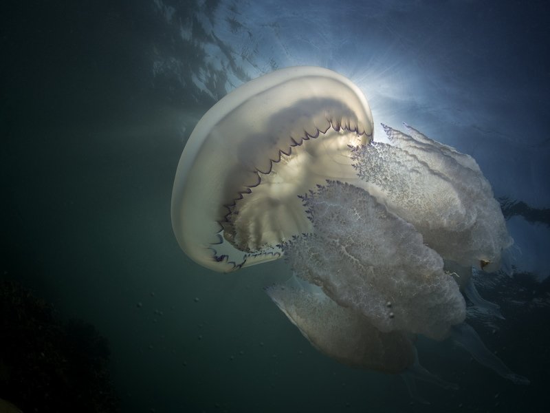 #Rhizostoma pulmo Rhizostoma pulmo 04photo preview