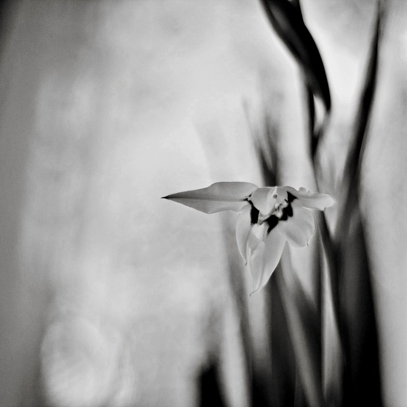 цветок, чб, цветы, природа ацидантераphoto preview