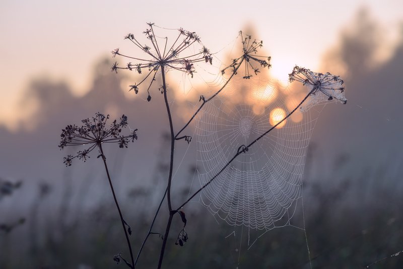 луг, рассвет, лето, сумерки, туман, паутина Забрезжил рассвет фото превью
