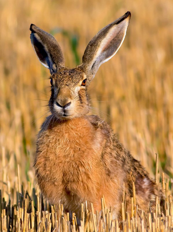 ...-----....photo preview