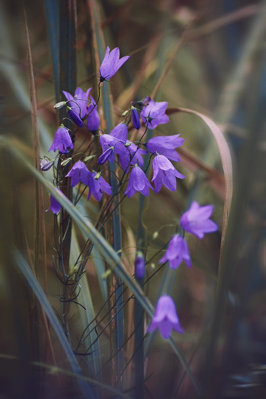 трава,свет,лес,деревья,облака,ветки,цветы,поле,небо ***photo preview