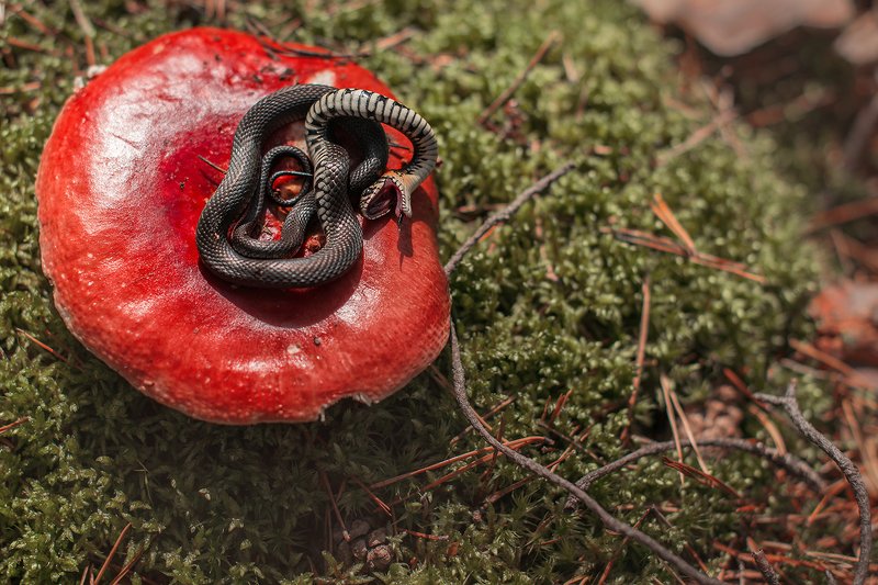 Лучший актер годаphoto preview