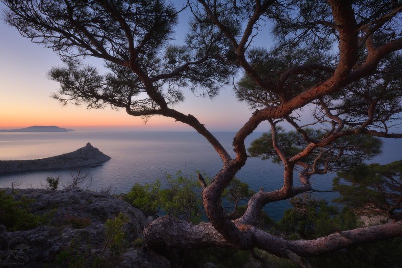 крым, горы, море, дерево Новосветские деревьяphoto preview