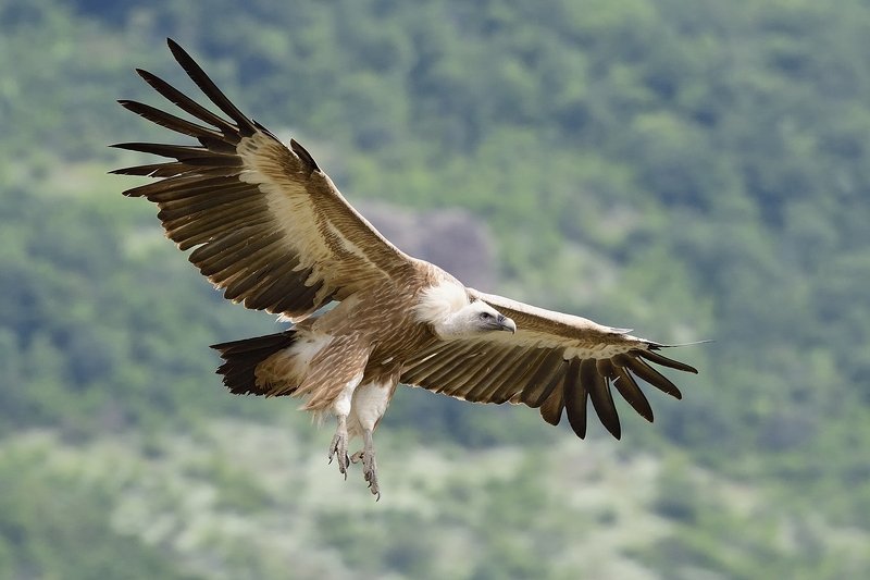 птицы birds Griffon vulturephoto preview