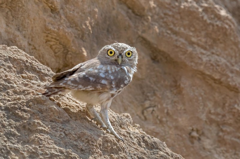 пётррогов#фотограф#фотоохота#дикаяприрода#орнитология#птицы#птичьяобсерватория#израиль#иерусалим#canon5dmarkiii#canon600mmf4#birdsobservatory#birds#nature#israel#jerusalem#сыч#утро#owl#домовойсыч#wildnaturephotography#wildnature Сычphoto preview