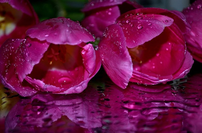 макро,тюльпаны Тюльпаныphoto preview