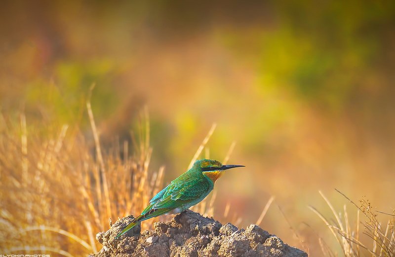 Зеленая щурка фото превью