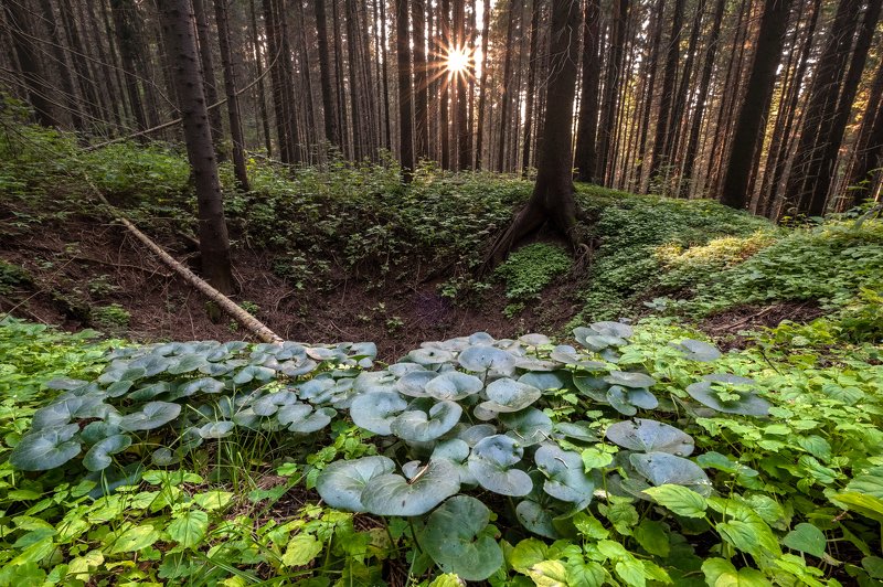 лес, карст, растения В еловом лесуphoto preview