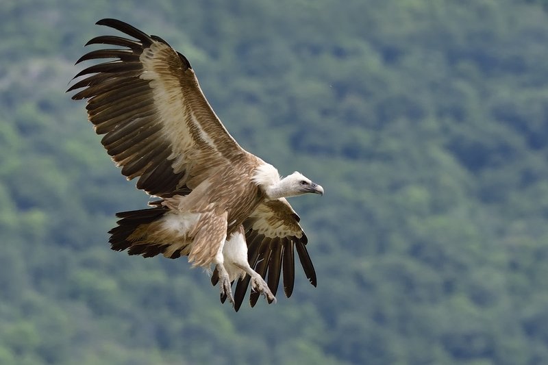 птицы birds Griffon vulturephoto preview