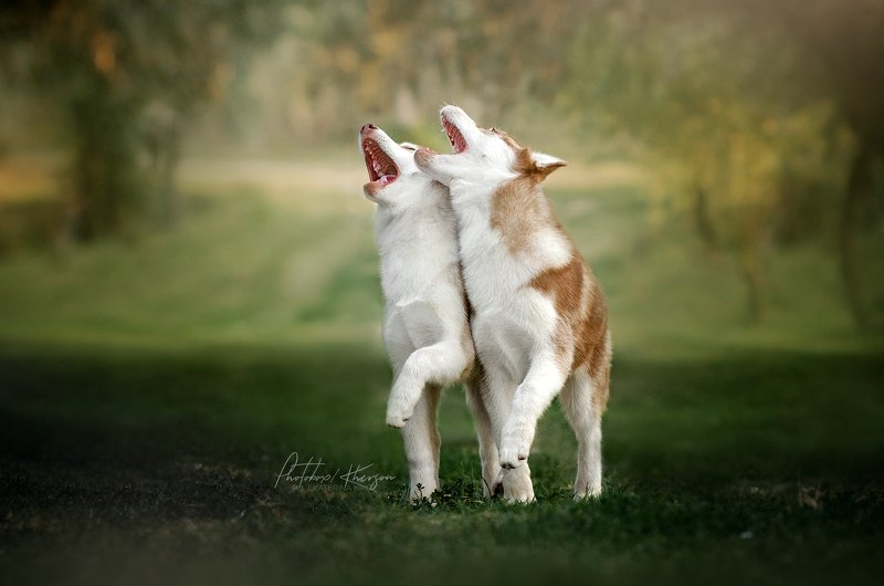 собака, анималистика Sing a song!photo preview