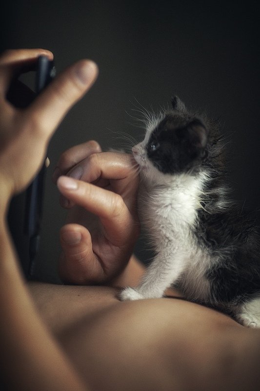 Доверие Кот на телефонеphoto preview