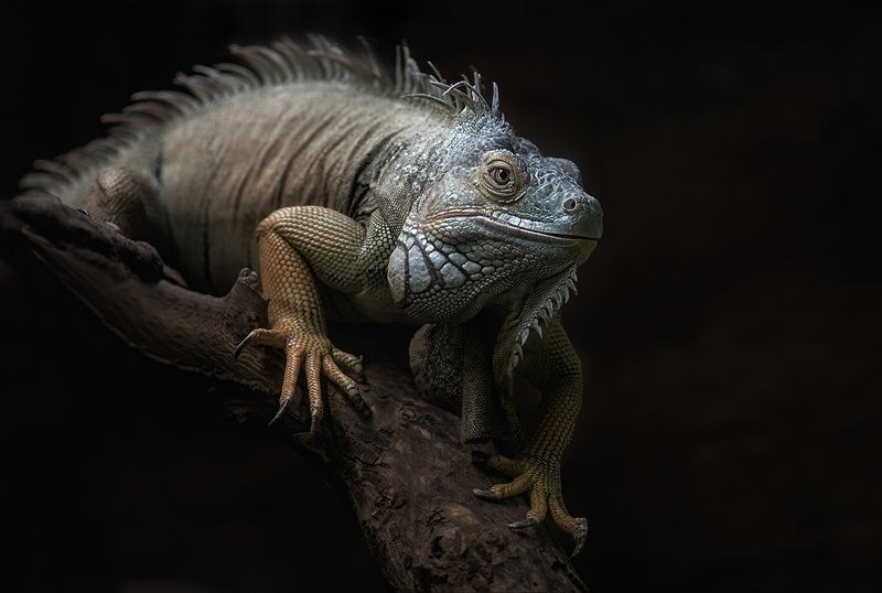 игуана Краснеющи голубойphoto preview