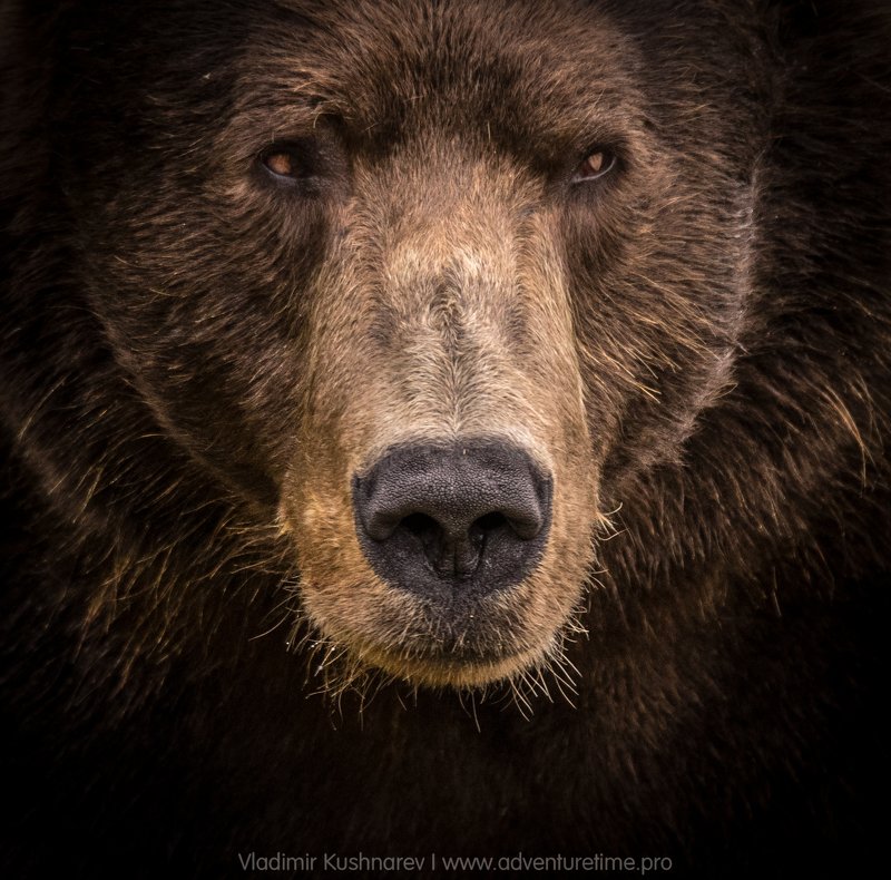 The Bearphoto preview