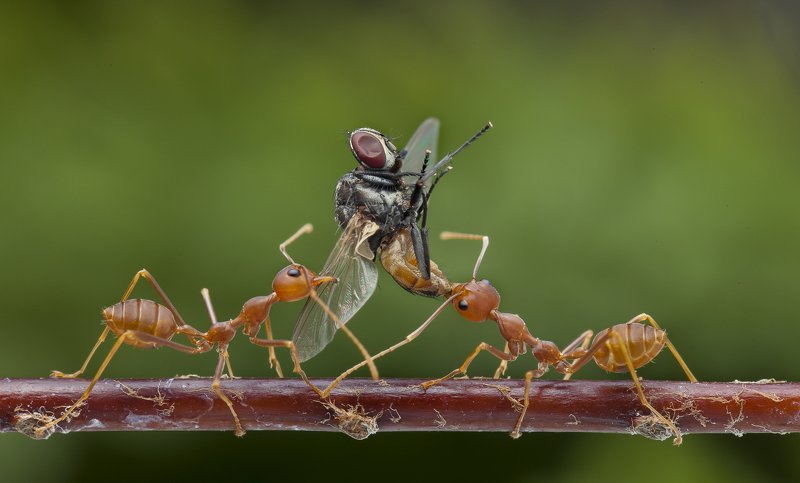 #macro#ant#fly#calors Sharing 190910Aphoto preview