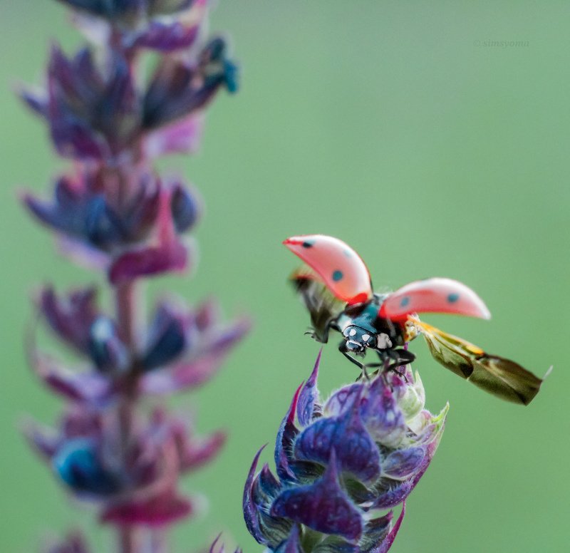 макро, природа, nature, macro, насекомые, insect, ladybug photo preview