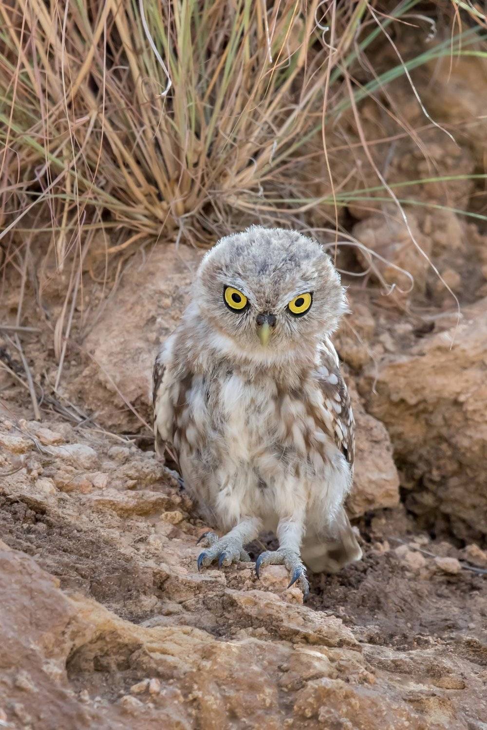 ПётрРогов#фотограф#фотоохота#дикаяприрода#орнитология#птицы#птичьяобсерватория#Израиль#Иерусалим#canon5dmarkiii#canon600mmf4#birdsobservatory#birds#nature#Israel#Jerusalem#сыч#утро#owl#домовойсыч#, Пётр Рогов