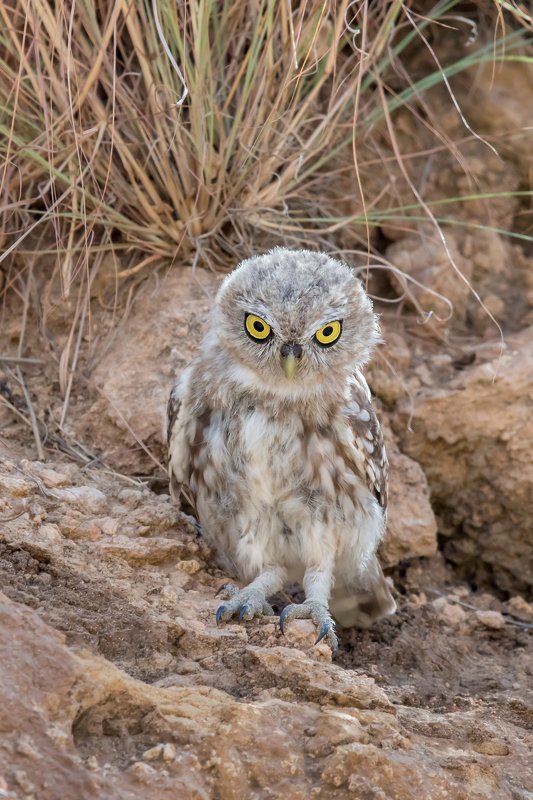 ПётрРогов#фотограф#фотоохота#дикаяприрода#орнитология#птицы#птичьяобсерватория#Израиль#Иерусалим#canon5dmarkiii#canon600mmf4#birdsobservatory#birds#nature#Israel#Jerusalem#сыч#утро#owl#домовойсыч# Сыч photo preview