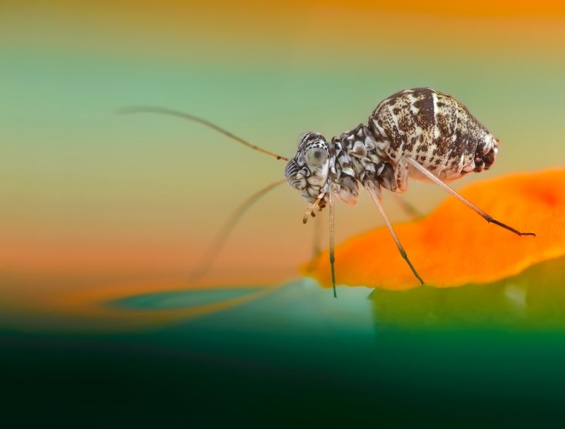 макро, макросъемка, насекомое Зебра микромираphoto preview