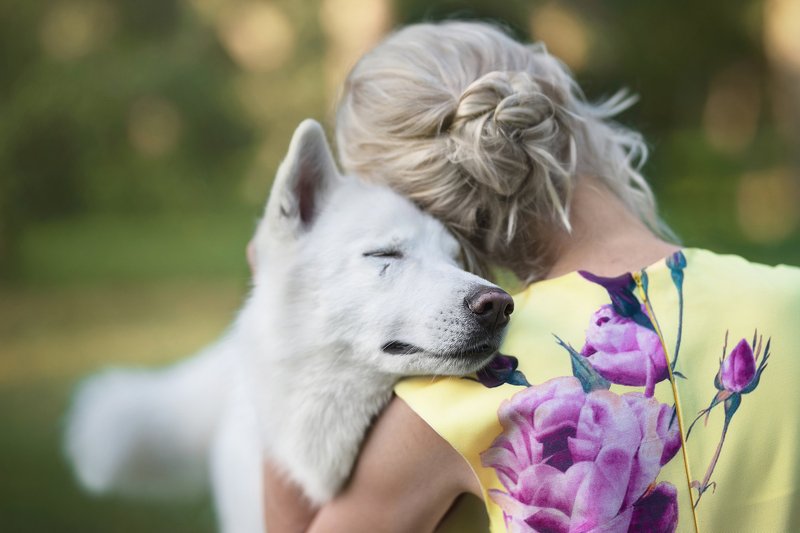 dog, husky Flinnphoto preview