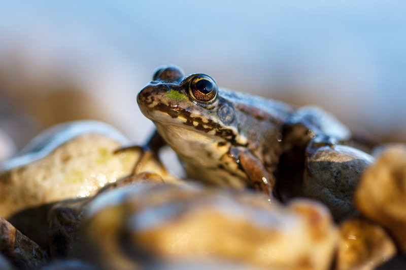 лягушка, макро, река Вечерний портрет лягушкиphoto preview