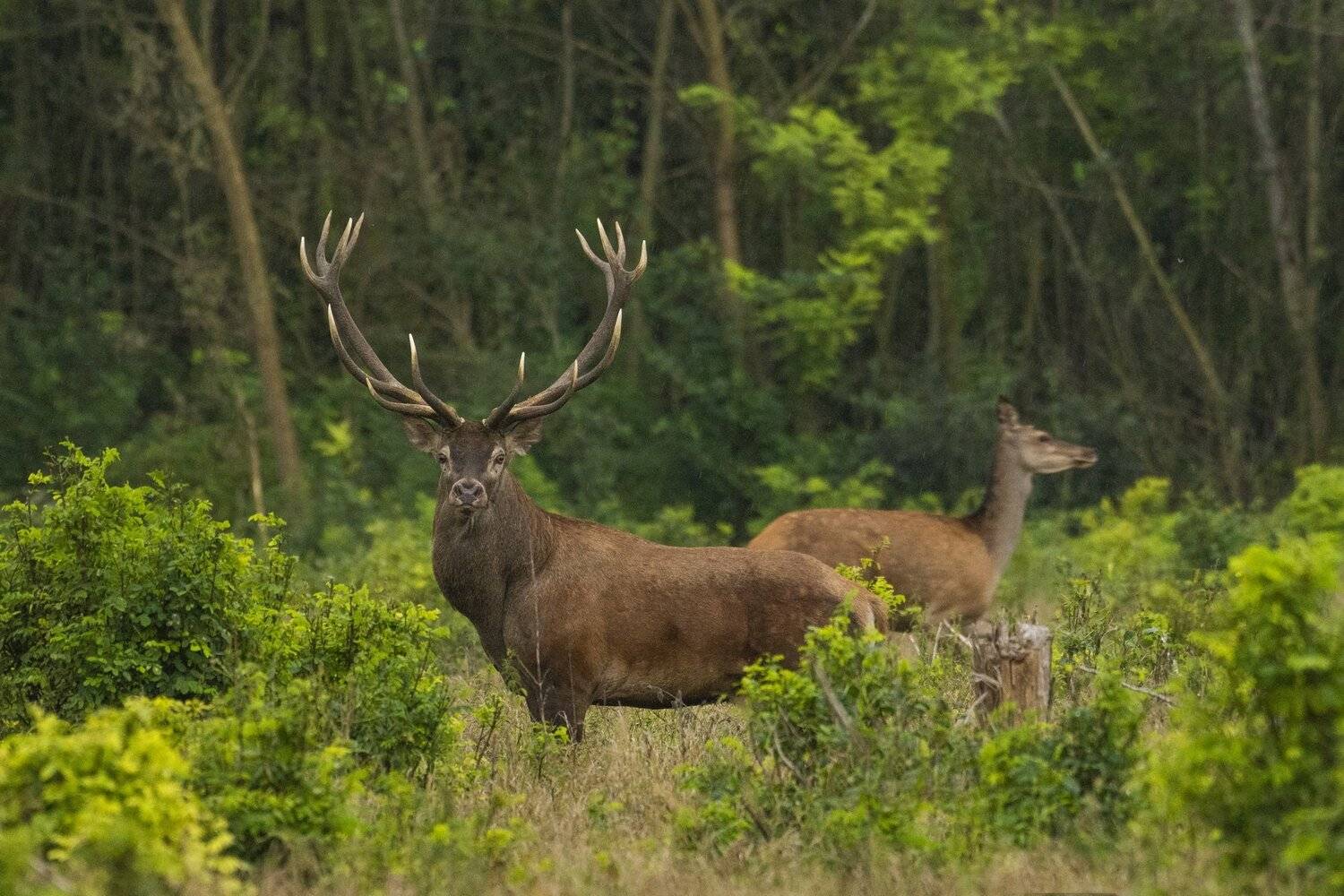 Автор: Predrag Kostin , Predrag Kostin